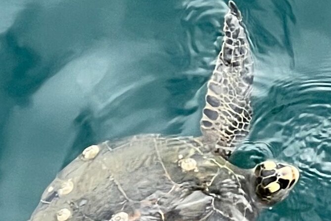 #1 VIP Limousine Guided "USS Arizona Memorial" Reverence Tour! - Battleship Row and USS Missouri: Big-Ship Scale Without the Guesswork