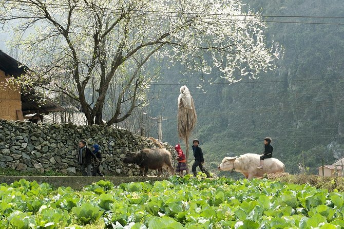 2 Days 1 night Sapa Tour from Hanoi by Limousine/Sleeper bus - Included Meals, Entrance Fees, and the Real Meaning of Value