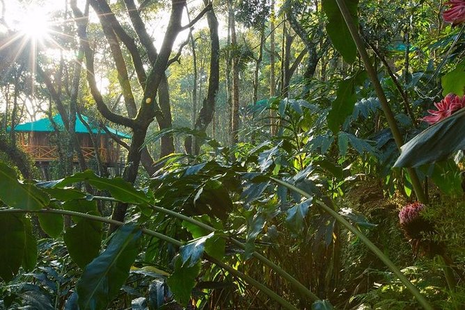 2 Nights Munnar Treehouse Escape with Private Car- Iris Holidays - What you’re really paying for: private transport plus included entry tickets