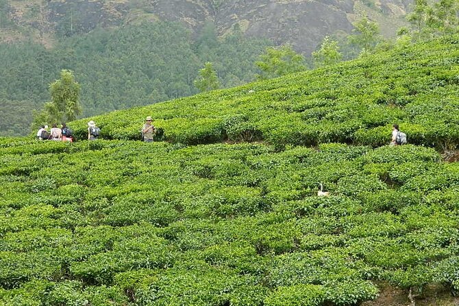 5 Days Kerala Tour with Private Car Houseboat Munnar and Thekkady - Day 5: Cochin and Fort Kochi Walking Route—Nets, Streets, Spice Market, and Jew Town