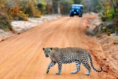 6 Day Round Tour in Sri Lanka With Chauffeur - What’s Included (and What That Means for Your Budget)
