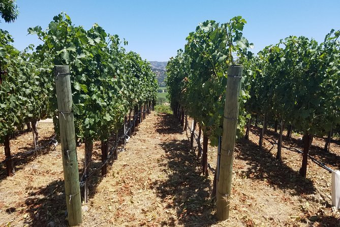 6 Hour Private Wine Country Tour (Sedan, SUV or Limo) - Picking wineries without stress: appointments and smart pacing