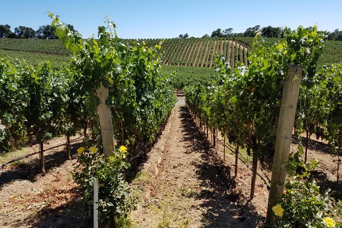 6 Hour Private Wine Country Tour (Sedan, SUV or Limo) - Meet your chauffeur: early, professional, and practical