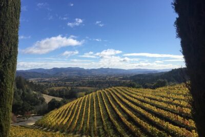 8-Hour, Private Limo Wine Tour to Napa from San Francisco - What the Driver Actually Adds to Your Napa Day