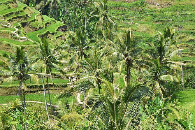 Bali Airport Arrival Transfer and Private Car Charter Combo - Building your day with a private driver: practical ways to use 5 vs 10 hours