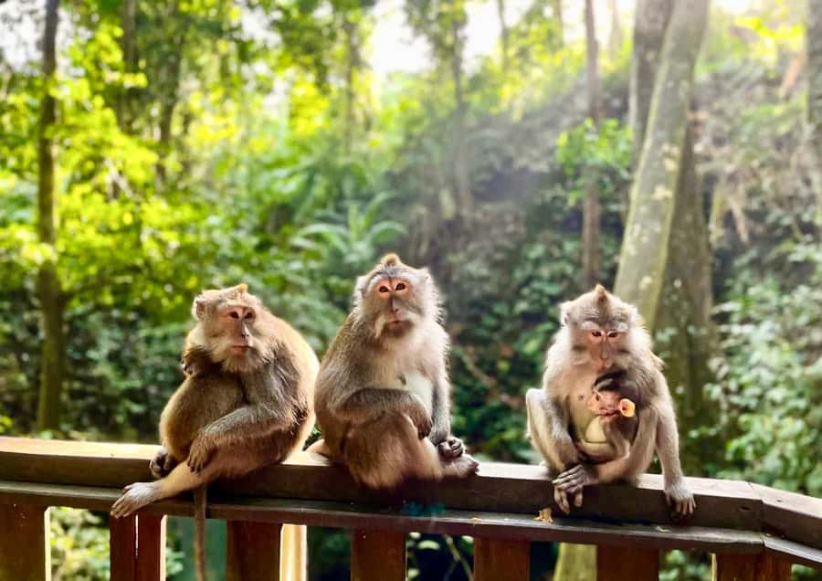 Bali: Customized Private Car Charter with Optional Guide - Monkey Forest and Padangtegal: culture plus a little chaos