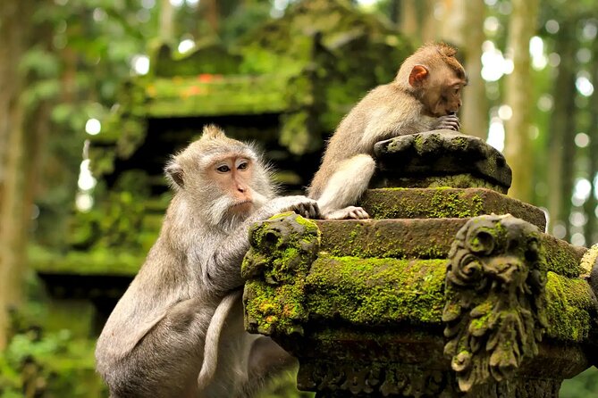 Bali Private Car Charter & Customize Tour With Driver English Speaking-Free WiFi - Price and value: $26 per person is only fair if you budget for tickets