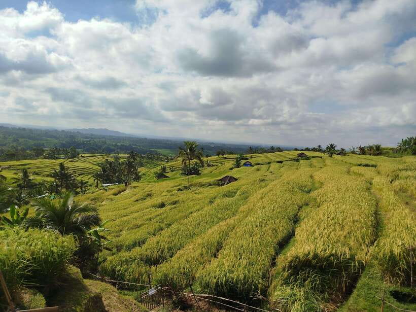 Bali: Private Car Charter with English's speaking driver - Ubud Time: What to Ask For and How to Make It Worth It