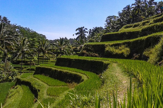 Bali : Private Car Charter with English Speaking Driver - Why a private driver makes sense in Ubud and south Bali