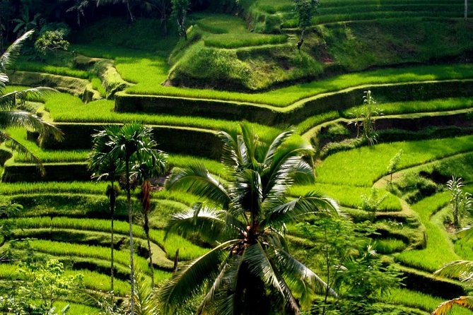 Bali : Private Car Charter with English Speaking Driver - Your day’s best moments: temples, water, terraces, and the coast
