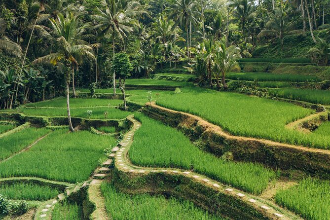 Bali Private Car Full Day Customized Tour With Drone Service - Rice fields and swing photos near Ubud: Aloha Ubud Swing and Tegalalang