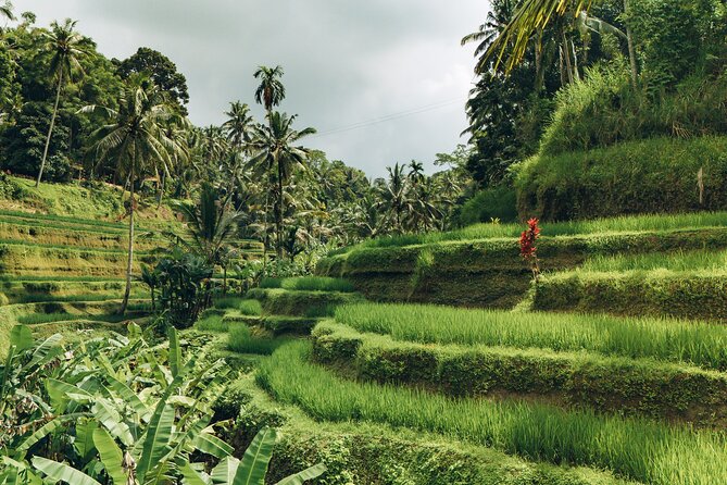 Bali Private Car Full Day Customized Tour With Drone Service - Highlands and traditional village rhythm: Kintamani and Penglipuran