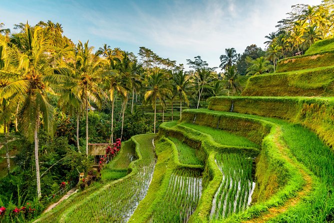 Bali Private Car Hire with Driver - Tegenungan Waterfall and Rice Terrace Time: The Photo-Heavy Ubud Middle