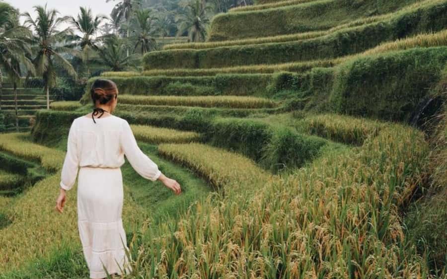 Bali: Temple Lake, Jungle Waterfall, Rice Field & Tanah Lot - Tanah Lot at Sunset: The Sea-Shrine Moment You Came For