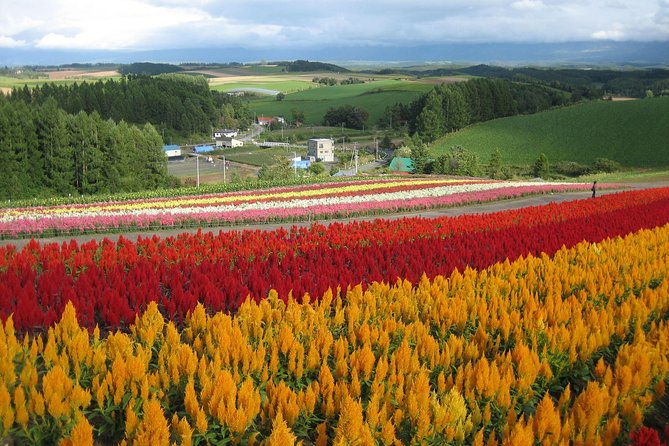 [Biei/Furano] One-day sightseeing by private car! - Key Things You’ll Notice
