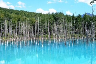 [Biei/Furano] One-day sightseeing by private car! - Summer Route vs Winter Route: Why Your Dates Change the Whole Day