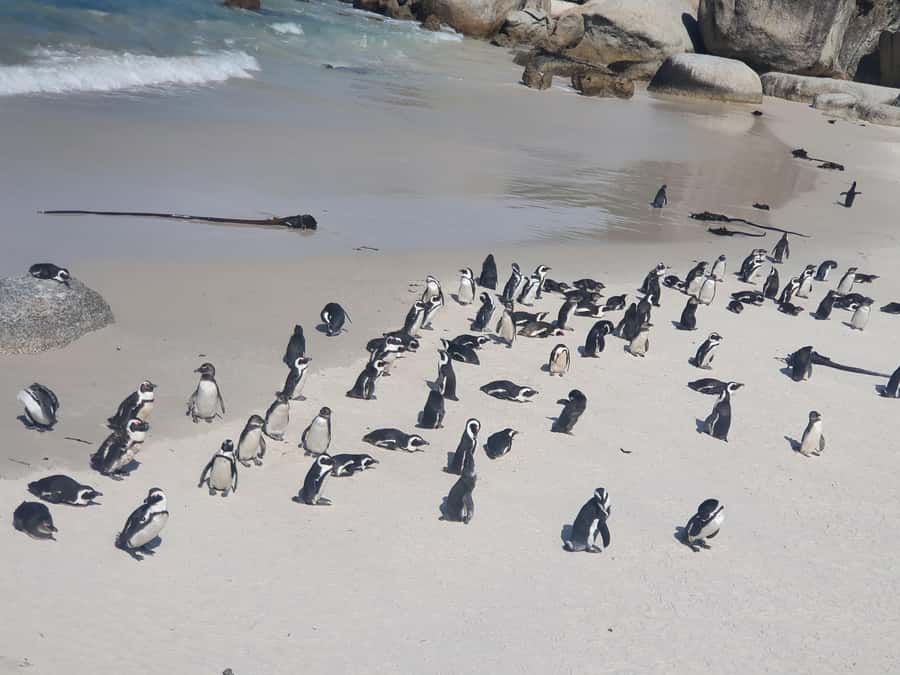 Cape Peninsula Full Day Tour In Private Car - Bo-Kaap: Colorful Cape Malay Streets and Photo Stop Timing