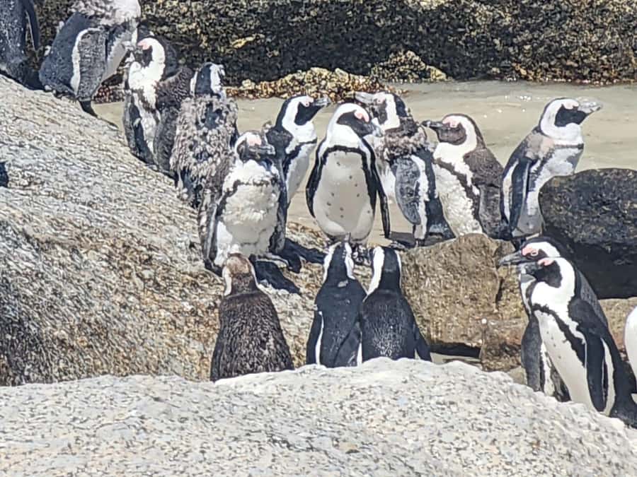Cape Peninsula Full Day Tour In Private Car - Chapman’s Peak Drive: A Scenic Drive You Actually Get Time For