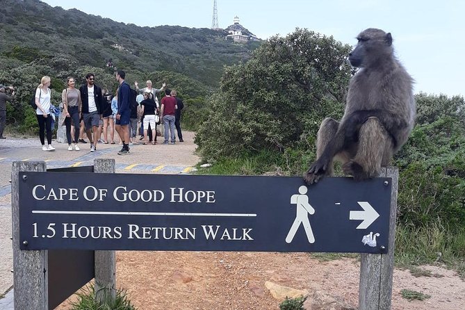 Cape Point, Boulder's Beach in Private Car Entrance Fees Included - Camps Bay and the View From Lion Head and the Twelve Apostles