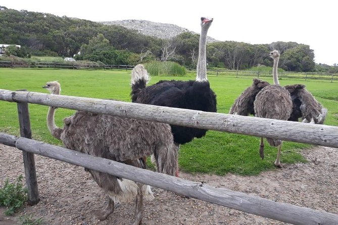 Cape Point, Boulder's Beach in Private Car Entrance Fees Included - Boulders Beach Penguin Colony: The Easy Finale You’ll Remember