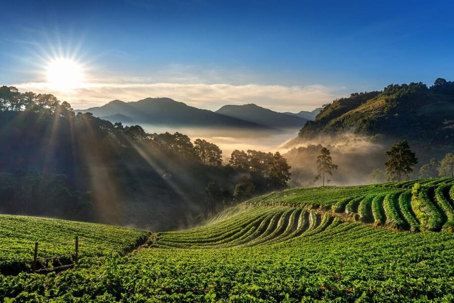 Chiang Mai: Full-Day Private Car Charter to Doi Ang Khang - Gardens, tea, and strawberry farm time at mountain altitude