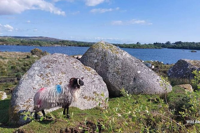 Connemara Sheep Farm experience & Kylemore Abbey by Lux Limousine - Timing Tips for an 8-Hour Loop From Galway