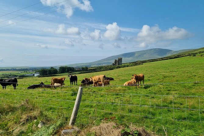 Dingle: Hour Slea Head Drive Tour 4hr - Personal Chauffeur Guide - Stop-by-stop: Fahan BeeHive Huts and the baby lamb experience