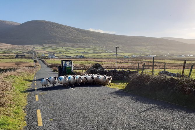 Dingle: Hour Slea Head Drive Tour 4hr - Personal Chauffeur Guide - Clogher Strand, Gallarus Oratory, and Kilmalkedar Church