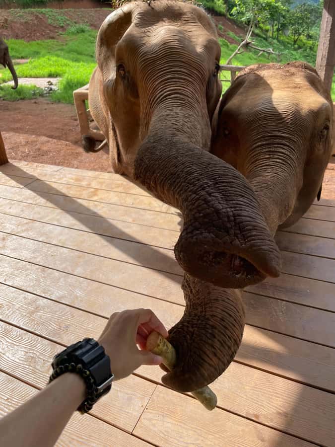 Elefin Farm & Cafe Half-day tour with Private Car - Elefin Farm & Cafe: Elephant Feeding Time Done at a Human Pace