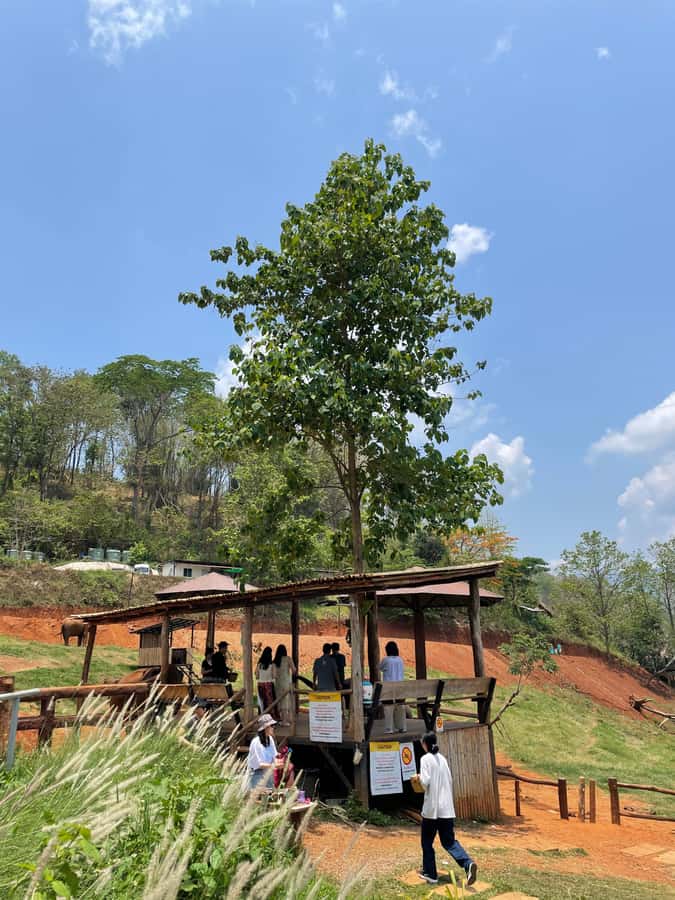 Elefin Farm & Cafe Half-day tour with Private Car - Driver Service Style: English Help, Practical Photos, and No Rush Neatness