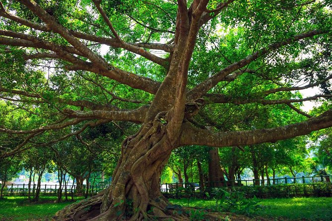 From Hanoi: Cuc Phuong National Park Day Trip by Private Car - Private Car Value: Hotel Pickup, English Guide, Mobile Tickets