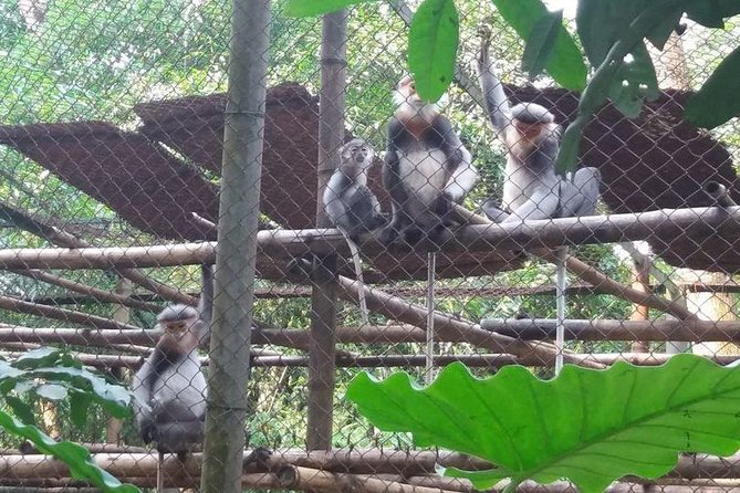 From Hanoi: Cuc Phuong National Park Day Trip by Private Car - Trek Into the Rain Forest With a Professional Guide