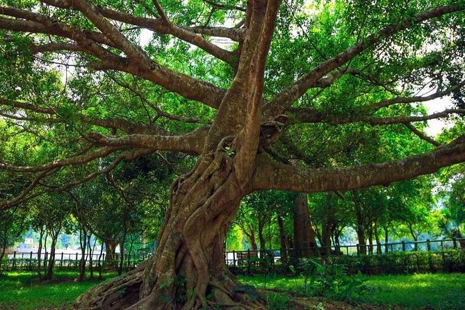 From Hanoi: Cuc Phuong National Park Day Trip by Private Car - Comfort Tips for Steps, Humidity, and a Fast Schedule