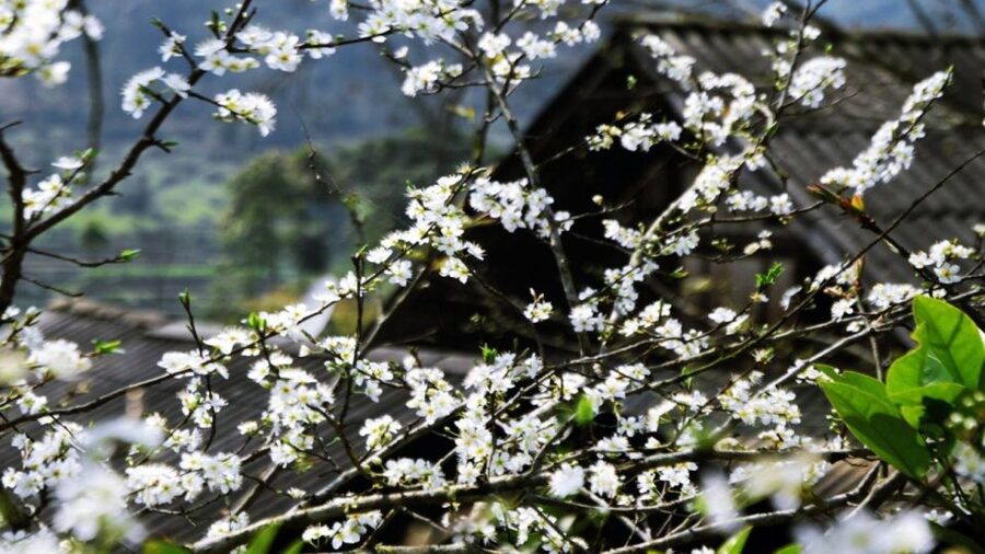 From Hanoi: Sapa 3-Day Medium Trek and Limousine Trip - Day 2: Muong Hoa Valley with Y Linh Ho, Lao Chai, and Ta Van homestay