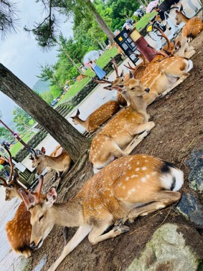 From Kyoto: Nara Private Tour with Hotel Pickup - Getting From Kyoto to Nara: Train Time and Smart Use of It