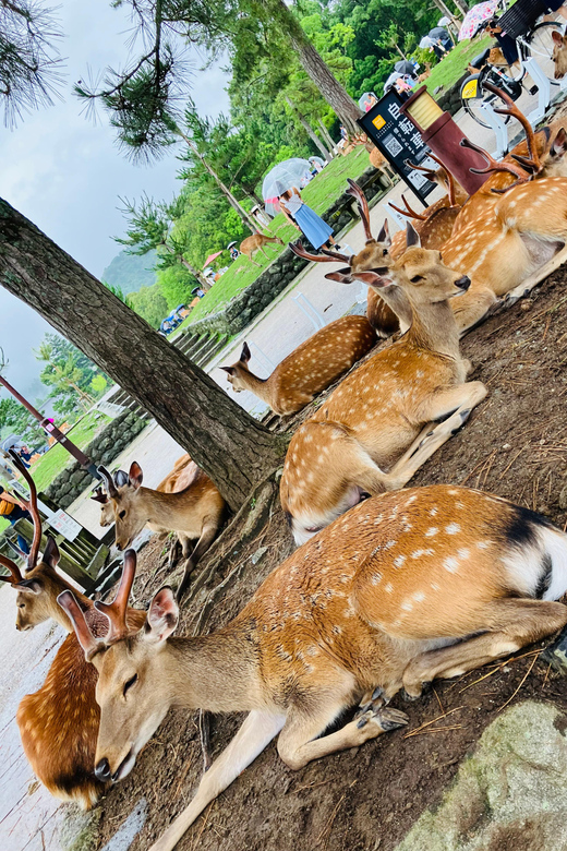 From Osaka: Nara Private Tour with Hotel Pickup - Nara in a Single 6-Hour Loop from Osaka