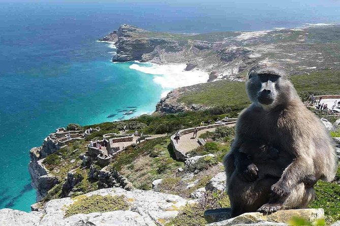 Full Day Cape Peninsula Tour in Private Car - Why a private car tour beats hopping between Peninsula stops