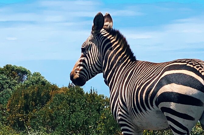 Full Day Cape Peninsula Tour in Private Car - Hout Bay: Seal Island boat trip and a market wander