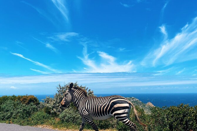 Full Day Cape Peninsula Tour in Private Car - Boulders Beach penguins and the boardwalk “no-stress” viewing
