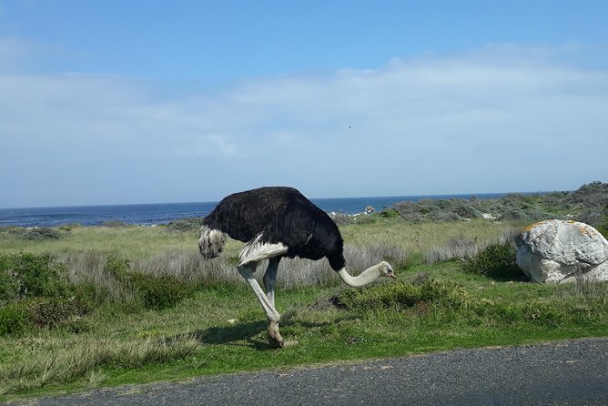 Full Day Cape Peninsula Tour in Private Car - Muizenberg Beach: quick color, quick vibe, no ticket needed