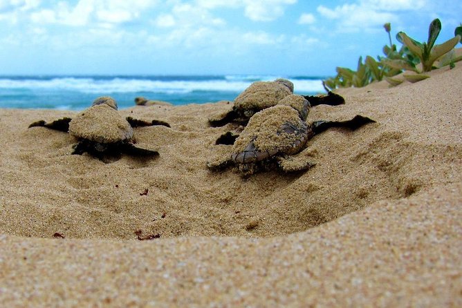 Galle Day Tour from Colombo/Negombo by Private Car or Van - Sea Turtle Hatchery Near Habaraduwa: Conservation Since 1986