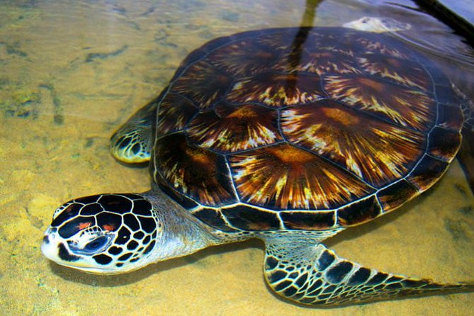 Galle Day Tour from Colombo or Negombo by Private Car , Van with Driver - Hikkaduwa Beach: One Hour to Breathe Before Galle Fort