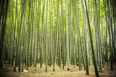 Kamakura Private Car Tour – English Driver, Flexible Schedule - Hokoku-ji bamboo grove: timing matters more than you’d think