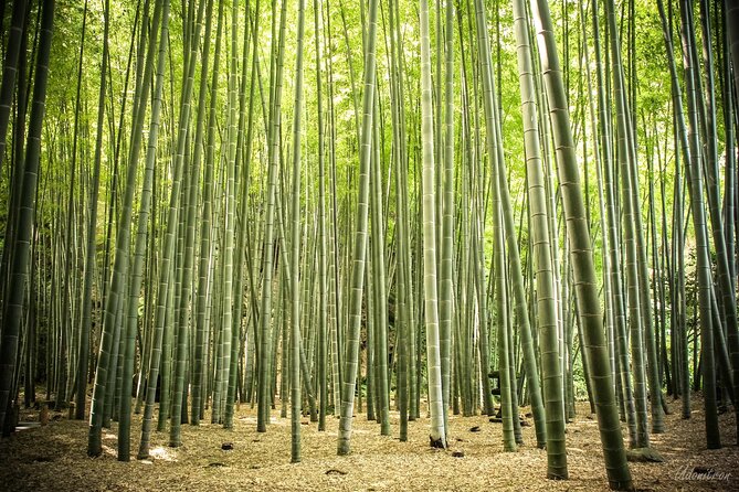 Kamakura Private Car Tour – English Driver, Flexible Schedule - Hokoku-ji bamboo grove: timing matters more than you’d think