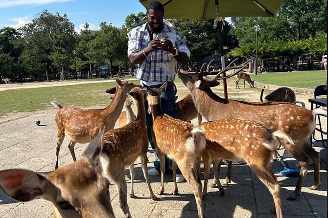 Kyoto and Nara Private Car Tour with a Local English Guide Driver - Key highlights worth planning around