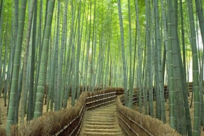 Kyoto Day Trip using Private Car with English Driver (up to 5) - Stop 1: Arashiyama bamboo forest and souvenir streets