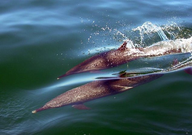 Mega Yacht Limousine of the Sea 1: Puerto Vallarta - Key moments to plan for