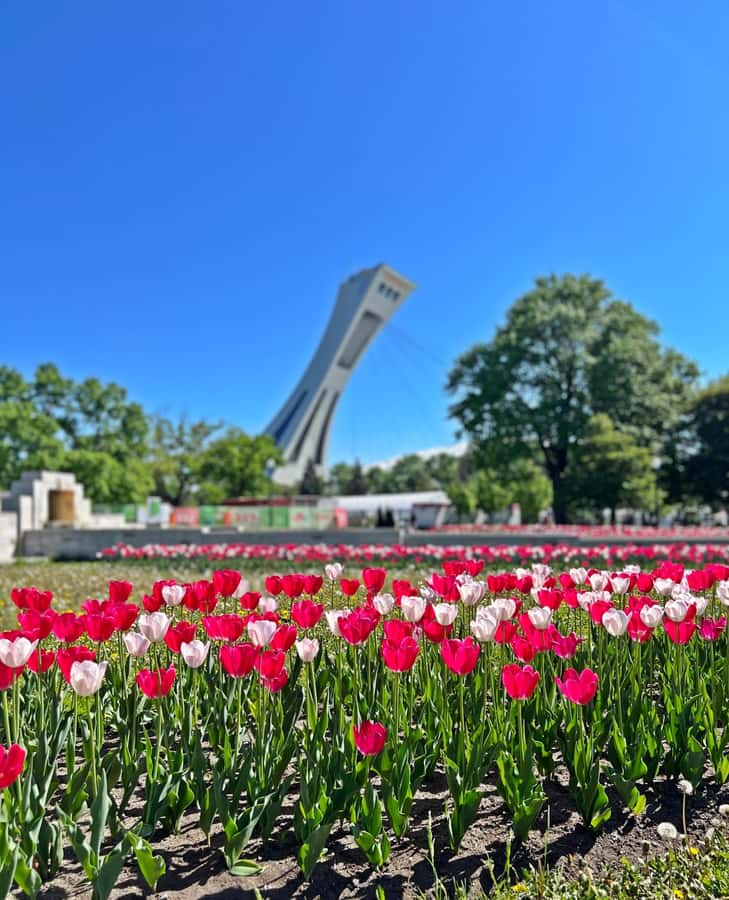 Montreal 3-Hour Private Car Tour with Expert Local Guide - How a private car tour makes Montreal feel manageable