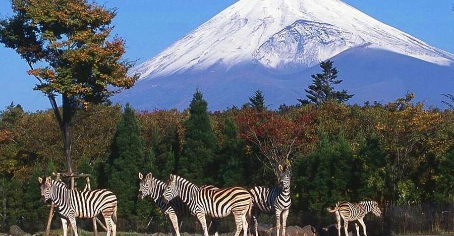 Mt Fuji : Private 10-Hour Luxury Tour by Exclusive Car - A private Toyota Alphard ride from Tokyo: what comfort really means
