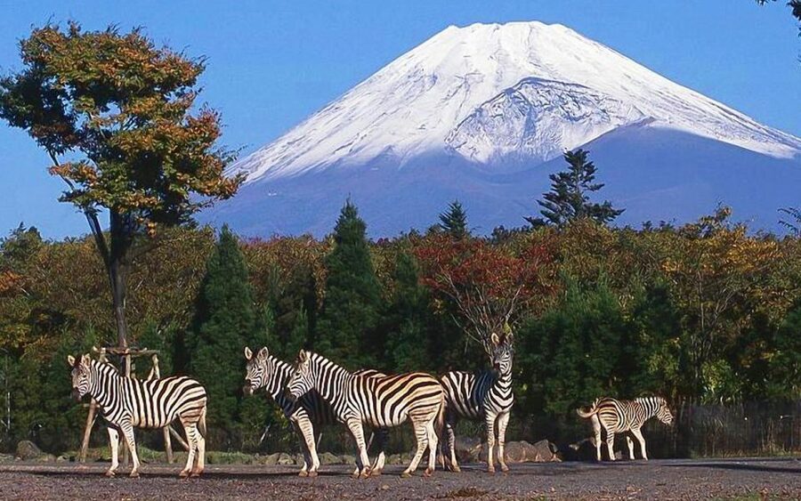 Mt Fuji : Private 10-Hour Luxury Tour by Exclusive Car - Lake Kawaguchiko: the Fuji Five Lakes viewpoint for a reason